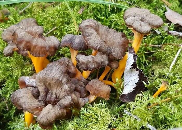 Le Jas De L Ours - Chabanon *