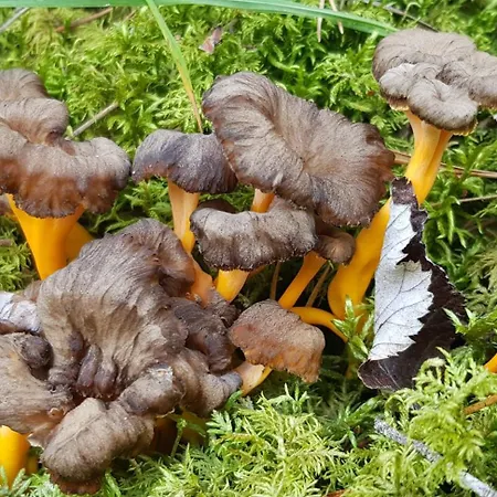 Le Jas De L Ours - Chabanon *