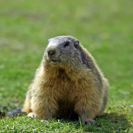 Le Jas De L Ours - Chabanon *