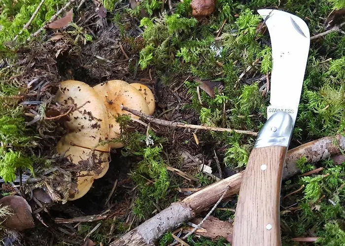 Le Jas De L Ours - Chabanon Apartment