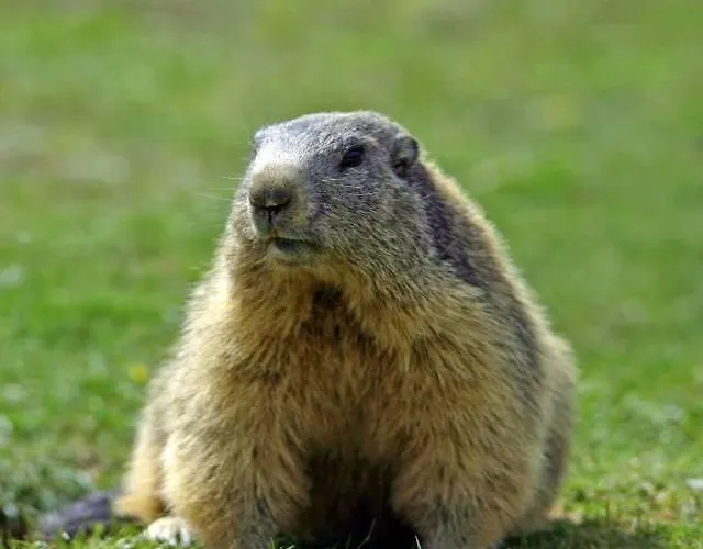 Le Jas De L Ours - Chabanon *