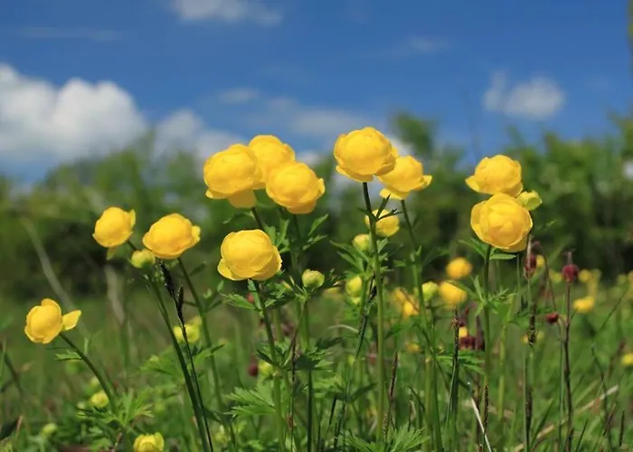 Le Jas De L Ours - Chabanon
